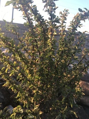 Fouquieria splendens