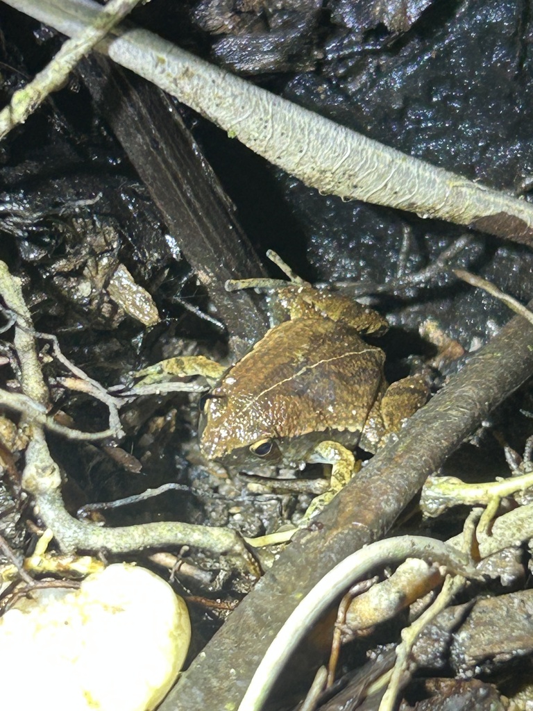 Nicobarese Narrow-mouth Frog (Microhyla nakkavaram)