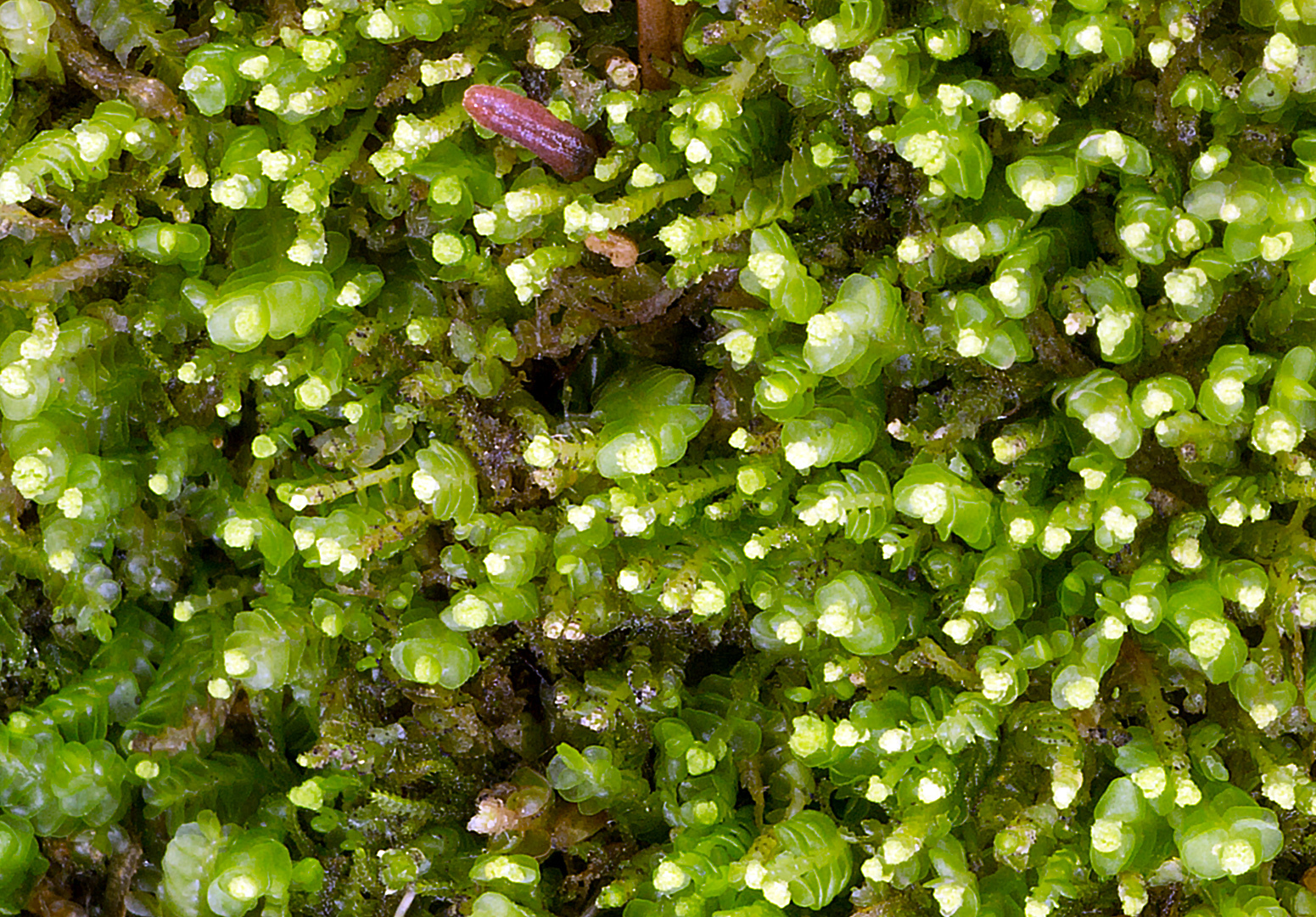 Odontoschisma denudatum