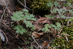 Lithophragma parviflorum