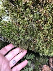 Thamnobryum alleghaniense