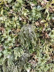 Thamnobryum alleghaniense