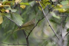 Phylloscopus plumbeitarsus