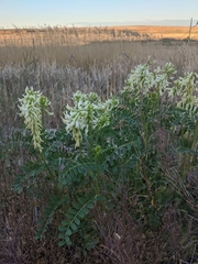 Astragalus praelongus