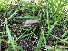 Dendropsophus bogerti