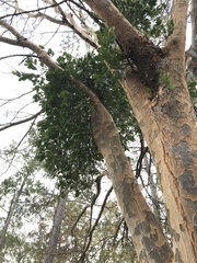Phoradendron leucarpum