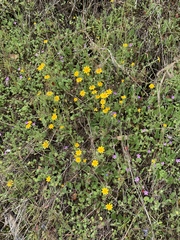 Pseudobahia heermannii