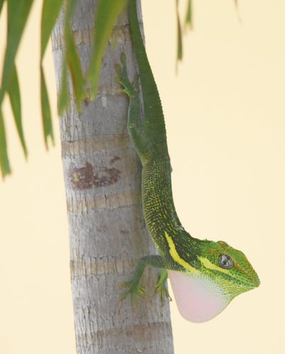 Knight Anole