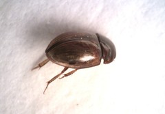 Sphaeridiinae