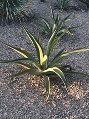 Agave