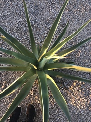 Agave