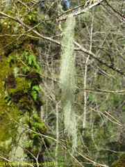Usnea dimorpha