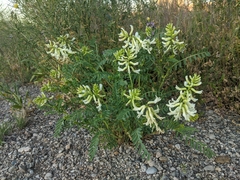 Astragalus praelongus