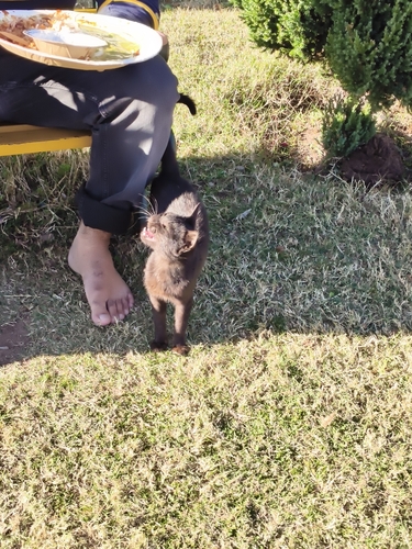 Domestic Cat
