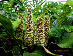 Palisota schweinfurthii, photograph Philippe Hornus, CC BY, iNaturalist via GBIF