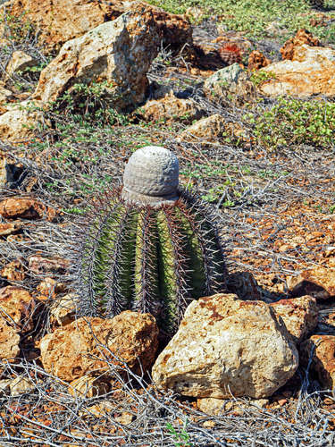 Melocactus macracanthos