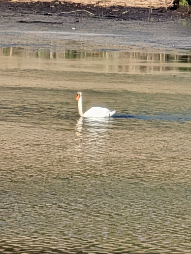 Mute Swan