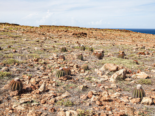 Melocactus macracanthos