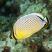 Redfin Butterflyfish - Photo (c) terence zahner, some rights reserved (CC BY-NC), uploaded by terence zahner
