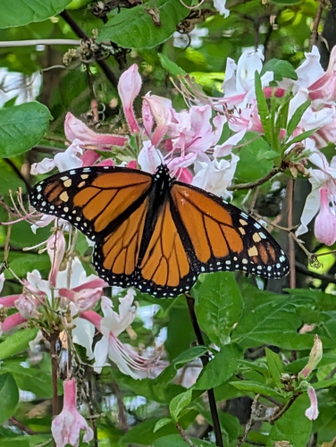 Monarchfalter