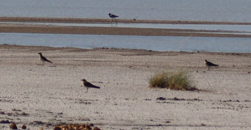 Black-winged Pratincole