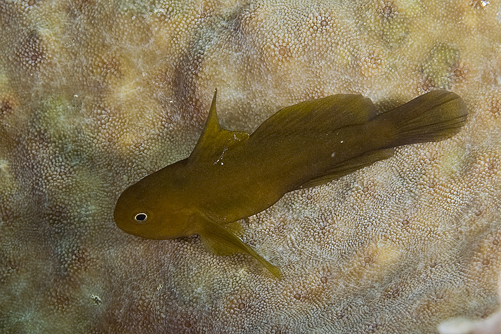 Needlespine Coral Goby