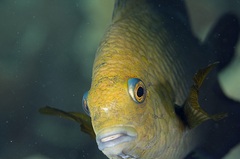 Hemiglyphidodon plagiometopon