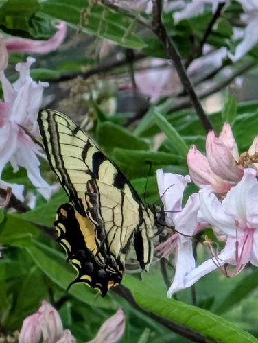 Eastern Tiger Swallowtail