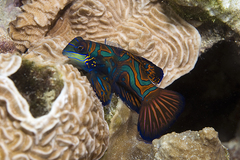 Synchiropus splendidus