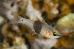 Blackbelted Cardinalfish photo 2