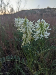 Astragalus praelongus