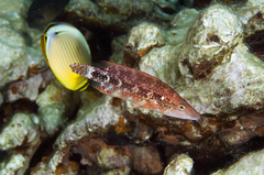 Oxycheilinus celebicus