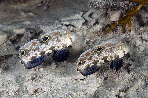 Crab-eye goby (Signigobius biocellatus) — Gobiidae — 2