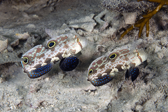 Signigobius biocellatus