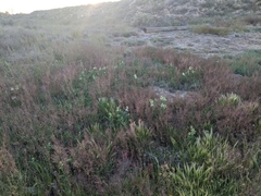 Astragalus praelongus