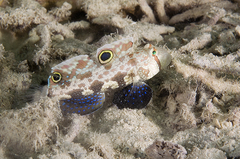 Signigobius biocellatus