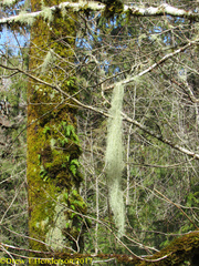 Usnea dimorpha