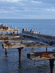 Leucocarbo atriceps albiventer