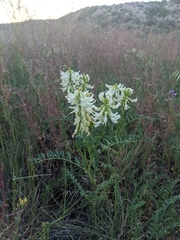 Astragalus praelongus