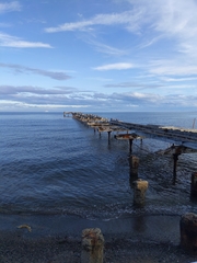 Leucocarbo atriceps albiventer