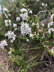 Epacris pulchella