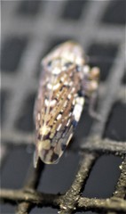 Xestocephalus tessellatus
