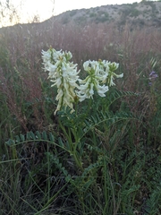 Astragalus praelongus