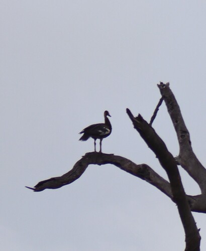 iNaturalist image
