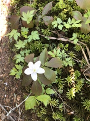 Anemonoides quinquefolia