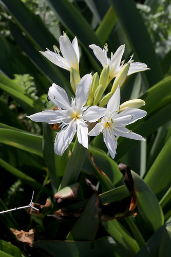 Pancratium illyricum, photograph 4