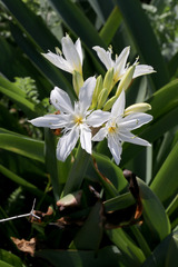 (c) Daniel Ghyselinck, some rights reserved (CC BY) Pancratium illyricum, photograph (c) Daniel Ghyselinck, some rights reserved (CC BY)