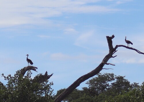 iNaturalist image