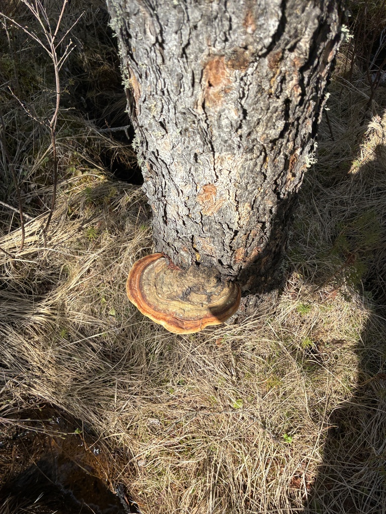 Northern Red Belt · May 2026 · photo: Photo: no rights reserved · iNaturalist
