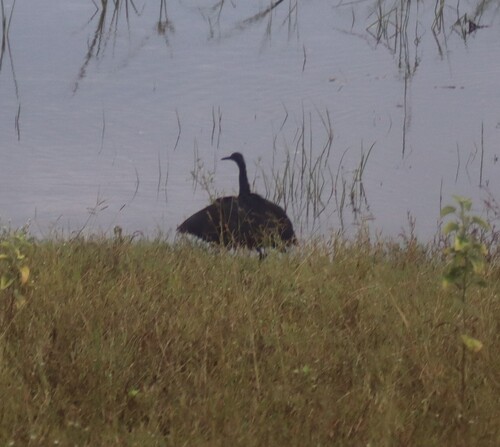iNaturalist image